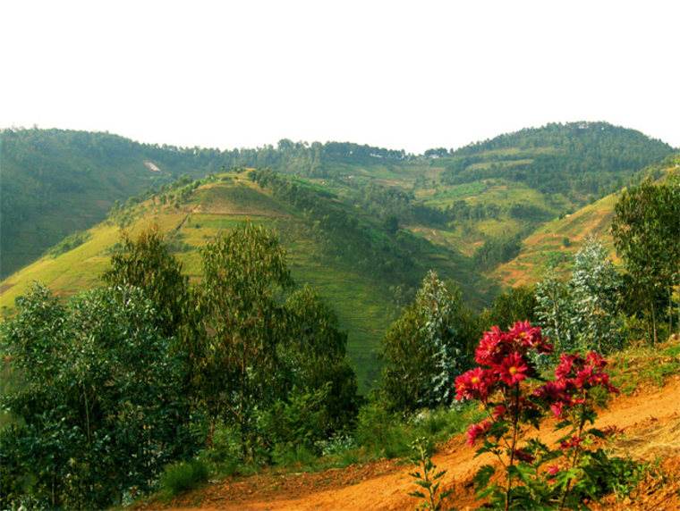 Rwanda’s coffee is grown in the western and central areas by some 400,000 farmers and the coffee sector now generates between $15 and $35 million annually.